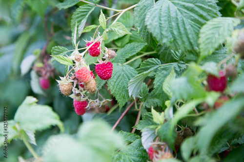 Now picking raspberries from your own garden