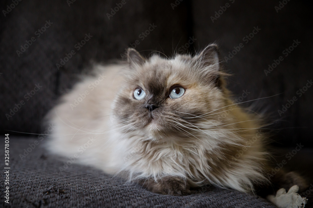 Beautiful blue-eyed Persian cat
