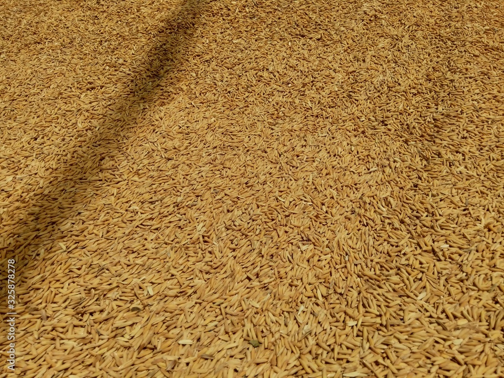 Raw rice (Oryza sativa L) in the natural background Raw rice (Oryza sativa L) in the natural background