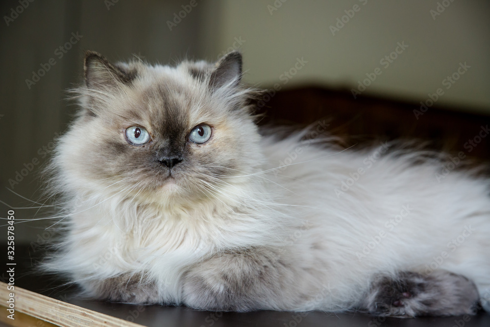 Beautiful blue-eyed Persian cat