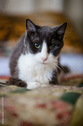 Tuxedo cat portrait © Tanya