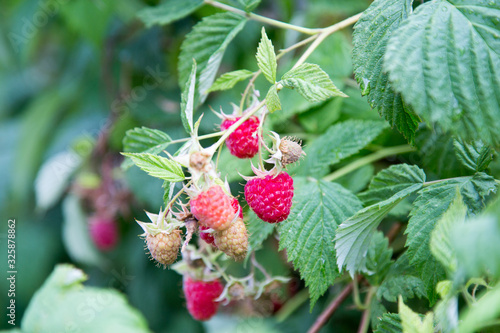 Now picking raspberries from your own garden