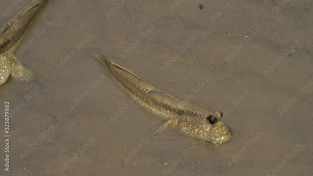Oxudercinae in mangrove forest Thailand Oxudercinae in mangrove forest Thailand