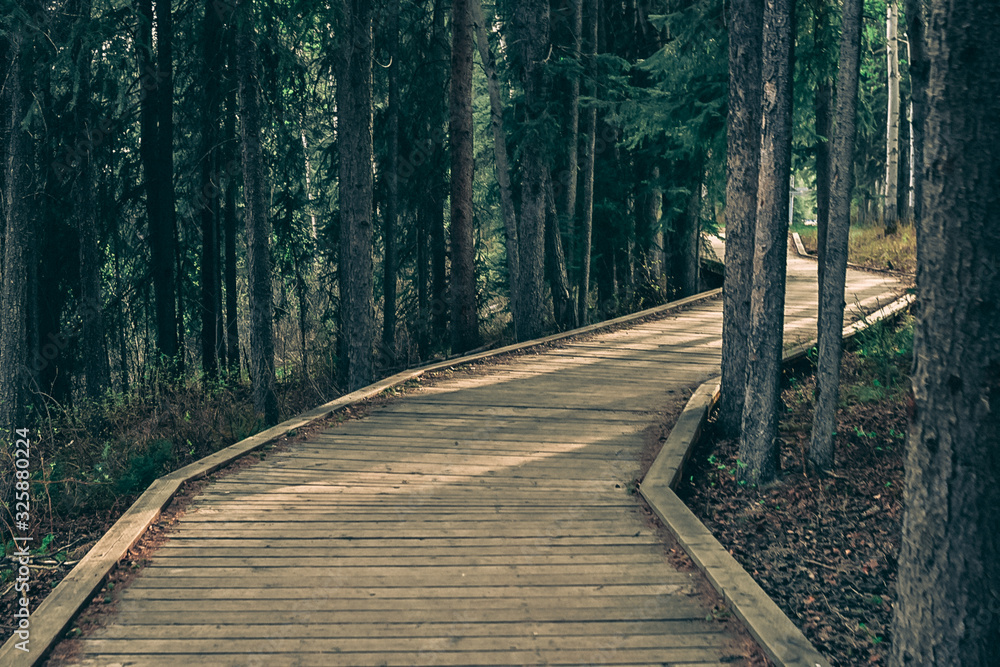 Board walk trail in a forest Board walk trail in a forest