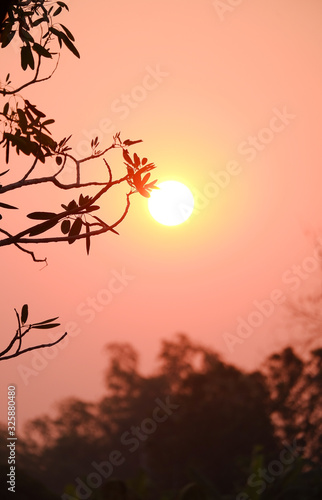 silhouette of tree in sunset