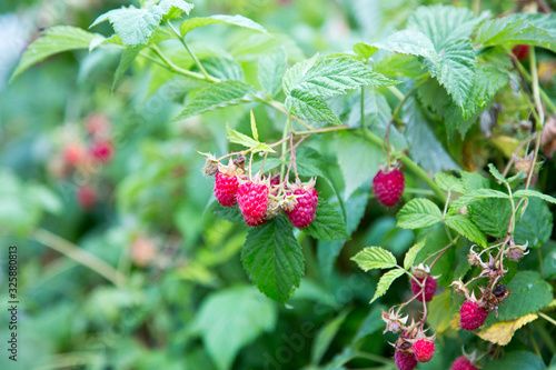 Now picking raspberries from your own garden