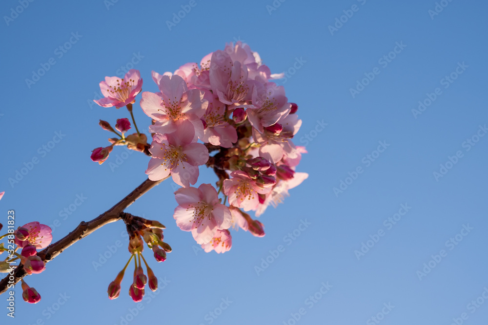 Kawazu-zakura cherry blossoms just before sunset blooming on a late February day at Myoden Park, Ichikawa, Japan. Kawazu-zakura cherry blossoms just before sunset blooming on a late February day at Myoden Park, Ichikawa, Japan.