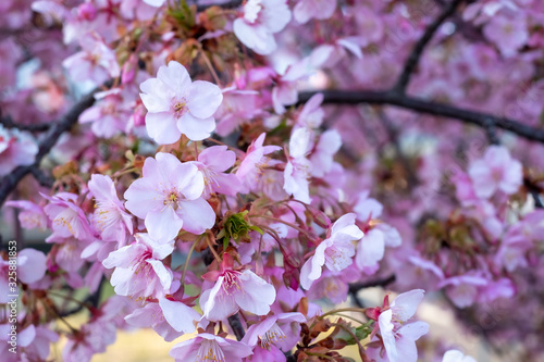 Kawazu-zakura cherry blossoms just before sunset blooming on a late February day at Myoden Park, Ichikawa, Japan. photo