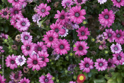 Blooming purple flowers in garden  © mnimage