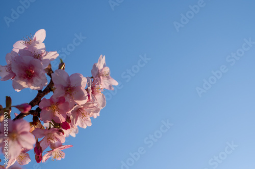 Kawazu-zakura cherry blossoms just before sunset blooming on a late February day at Myoden Park, Ichikawa, Japan. photo