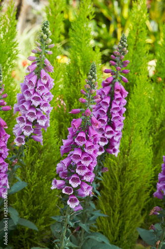 Fototapeta Naklejka Na Ścianę i Meble -  Purple foxgloves in the garden