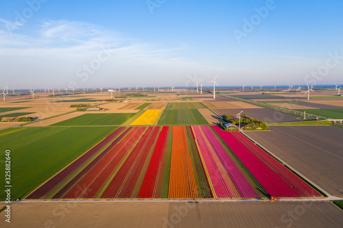 Fotografia Aerial view of tulip planted fields in the Dronten area