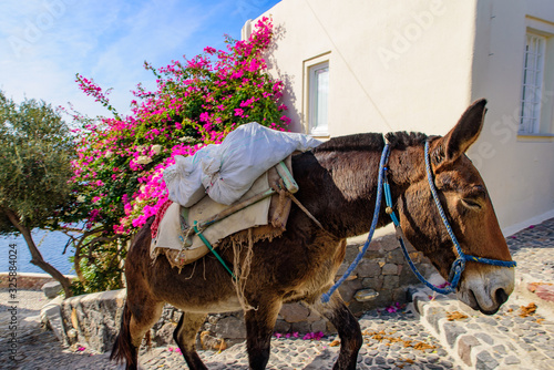 Canvas Print Donkeys carrying cargo in Oia, Santorini, Greece