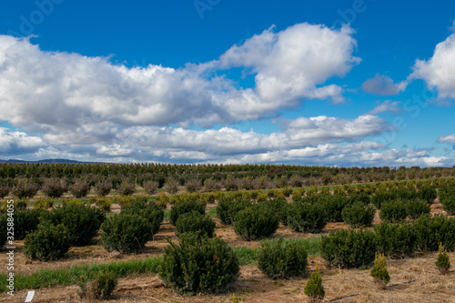 Shrub farm