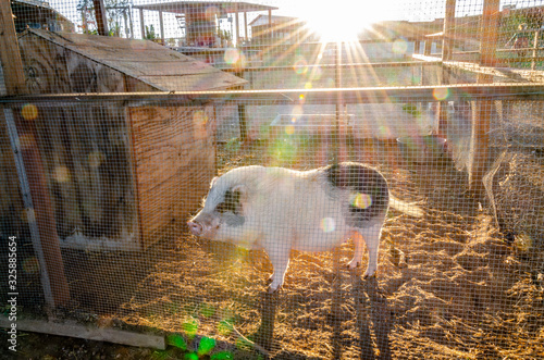 Vietnamese Pig on the farm in Guadalupe valley