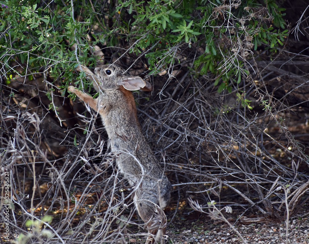 Obraz premium Rabbit determined to get Berries from Tree