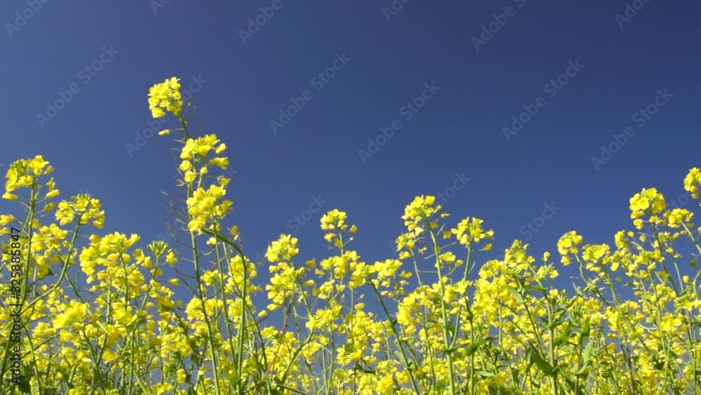 風に揺れる菜の花