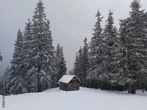 house in winter forest © Bogdan