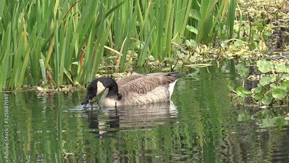 A goose feeding in a beautiful pond on a spring day A goose feeding in a beautiful pond on a spring day