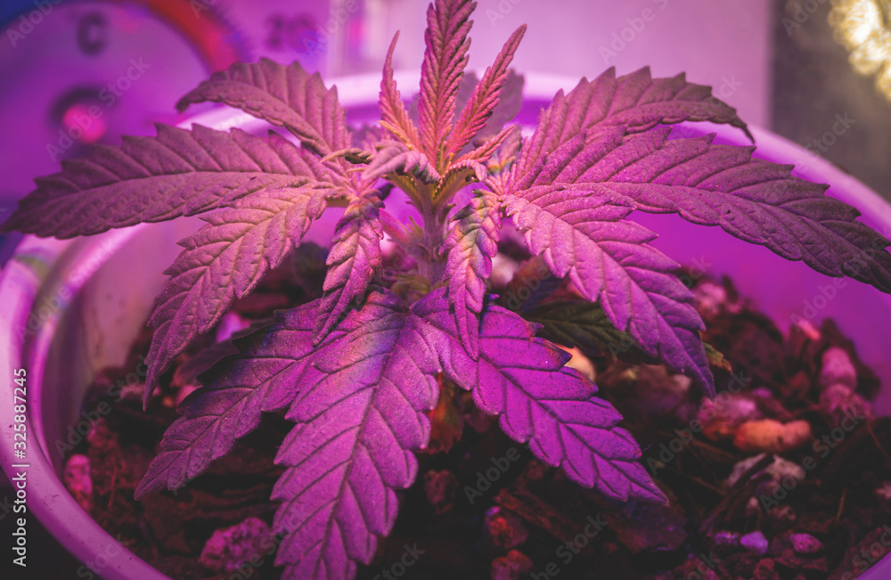 Indoor Cannabis plant growing marijuana in a grow box under the purple LED light Stock Photo