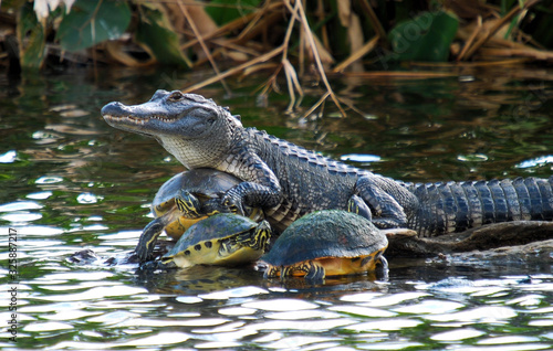 The Turtle collector. American Alligator and red-bellied turtles in south Florida