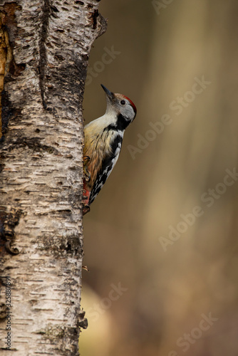 Middle spotted woodpecker in a tree trunk looking for larbas