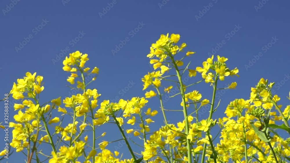 風に揺れる菜の花 風に揺れる菜の花