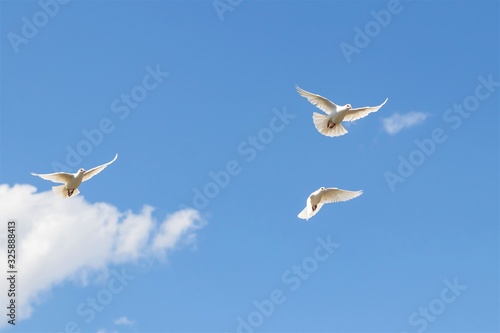 Wild white doves flying in blue sky.