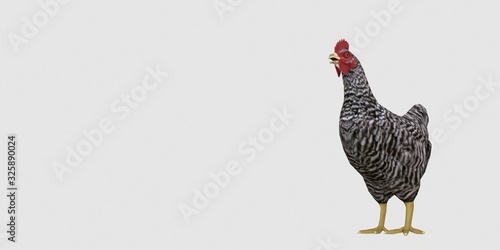 Extremely detailed and realistic high resolution 3D illustration of a Chicken. Isolated on white background. photo