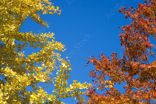 青空の下のイチョウ黄葉とカエデの紅葉