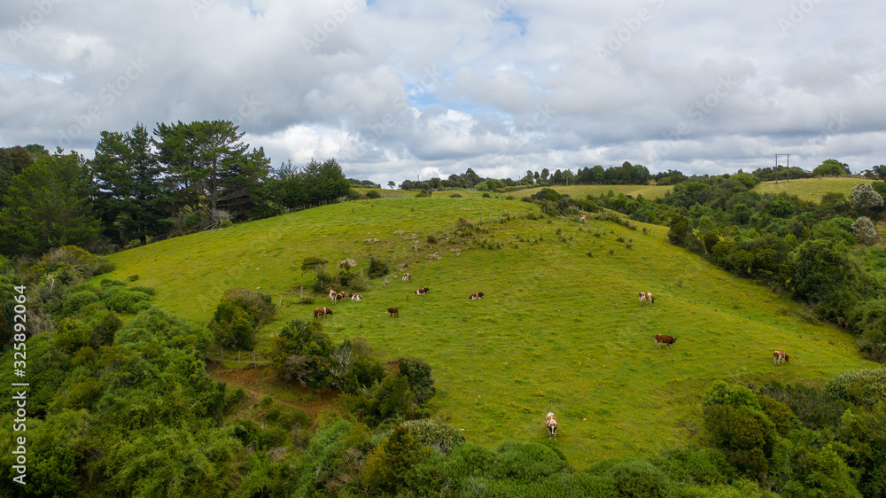 Aerial view of a southen Chile farm with cows and trees at side