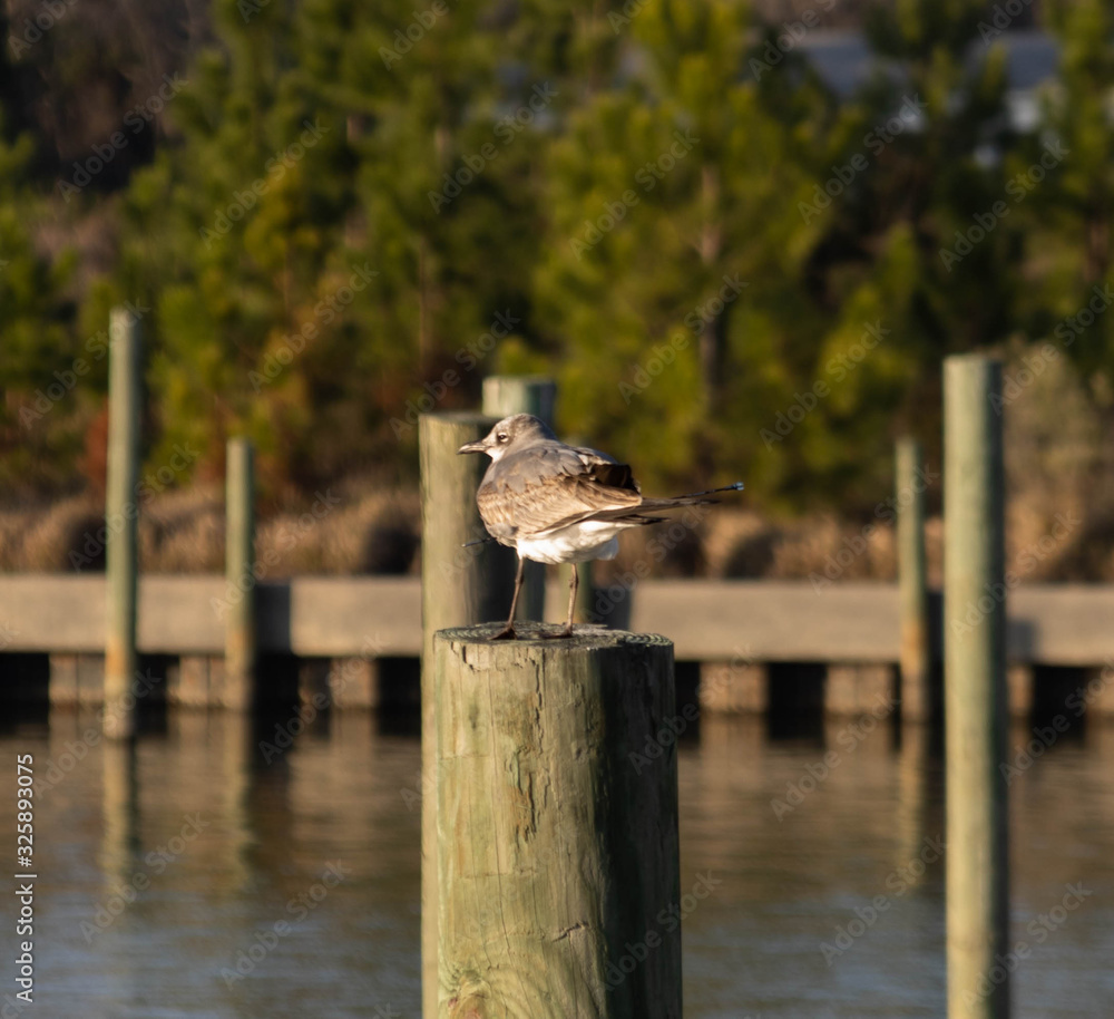Fototapeta premium A bird sitting on a dock post.