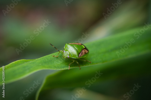 Close up of a green shield bug on green leaf