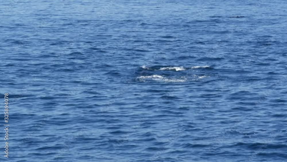 View from the boat, Common Dolphins pod in open water during Whale watching tour, Southern California. Playfully jump out of the Pacific Ocean making splashes and swimming in the sea. Marine wildlife. View from the boat, Common Dolphins pod in open water during Whale watching tour, Southern California. Playfully jump out of the Pacific Ocean making splashes and swimming in the sea. Marine wildlife.