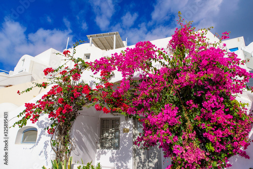 Colorful Bougainvillea flowers with white traditional buildings in Oia, Santorini, Greece