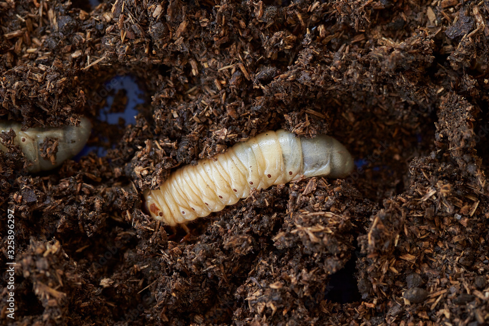 Beetle larva in wet sawdust Beetle larva in wet sawdust