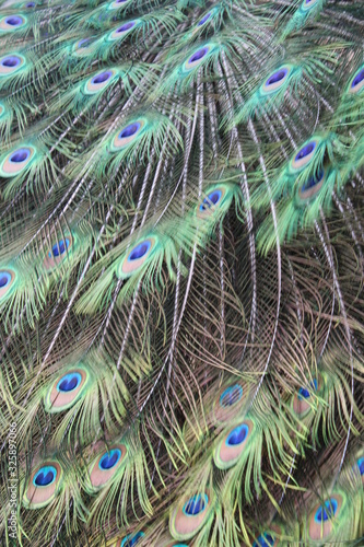 Peacock feathers in full color