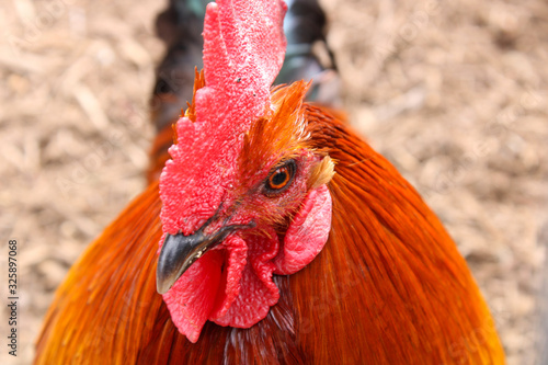 Brightly colored rooster