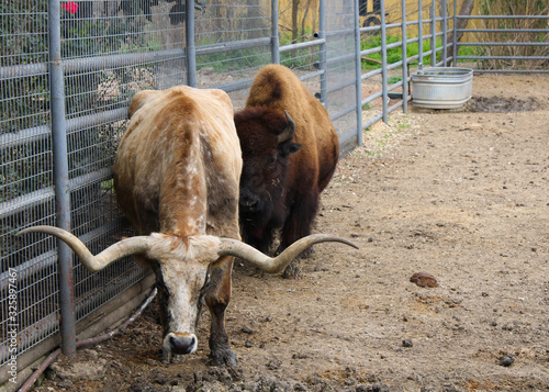 Texas longhorn and a bison