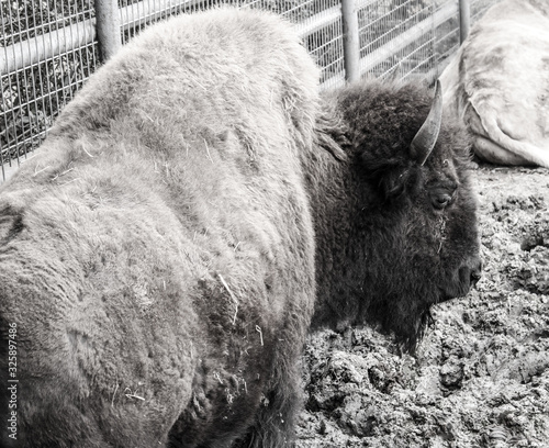 Proud bison in black and white