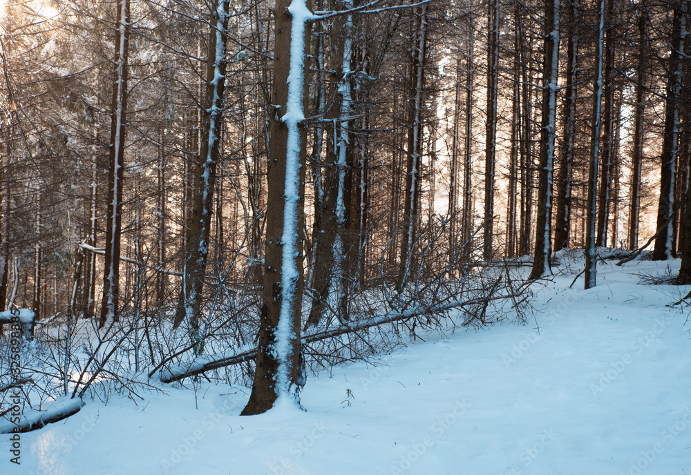 Fototapeta premium Forest in the winter