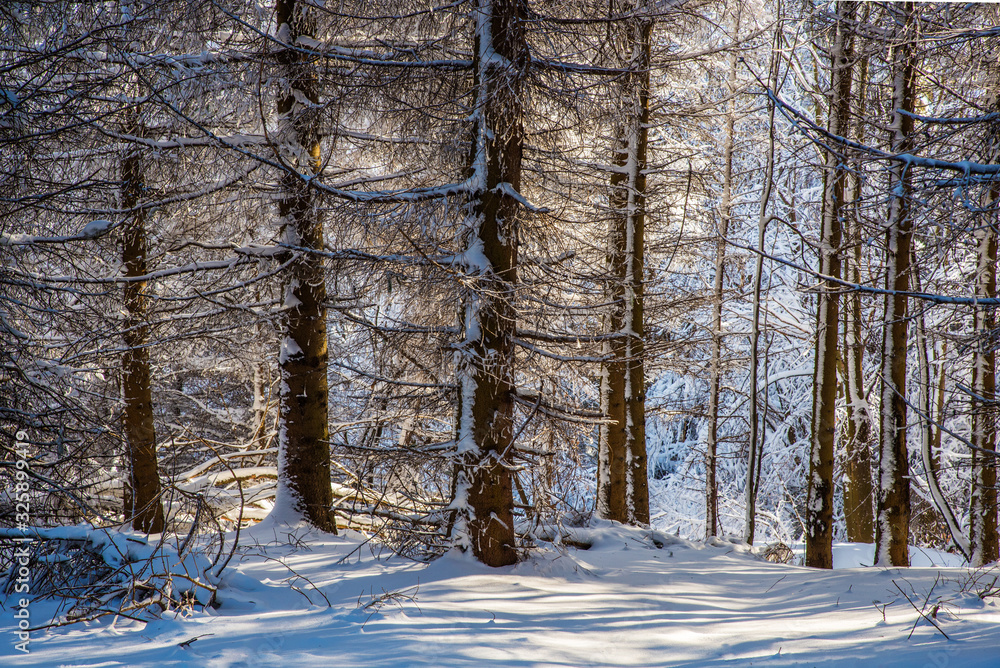 Fototapeta premium Forest in the winter