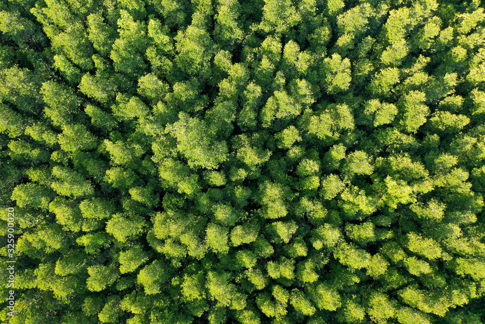 Green trees background photo. Mangrove forest from aerial drone