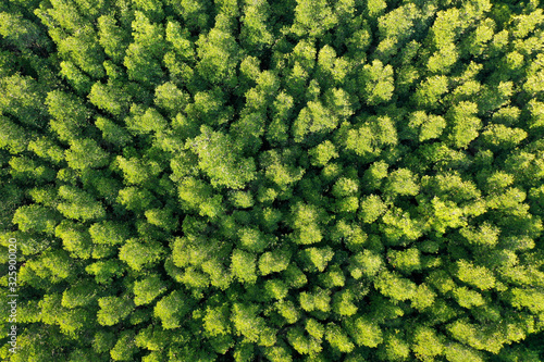 Green trees background photo. Mangrove forest from aerial drone © Richard Carey