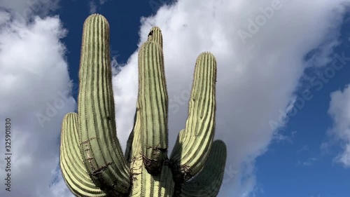 Sagurao Cactus with Timelapse Clouds photo