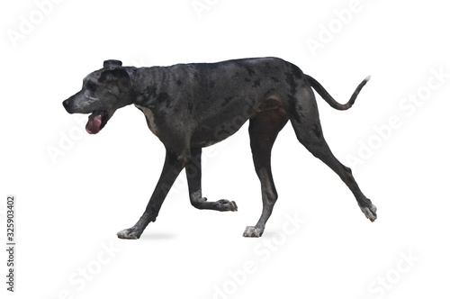 Great Dane dog isolated on white background