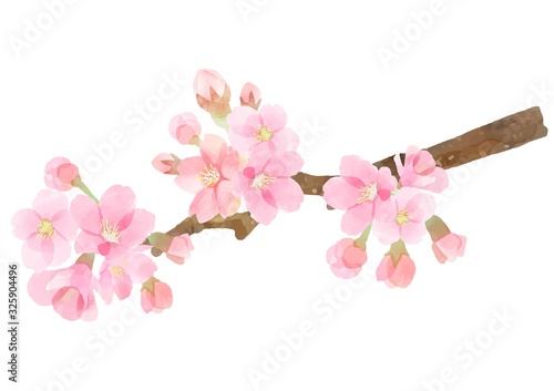 桜の枝