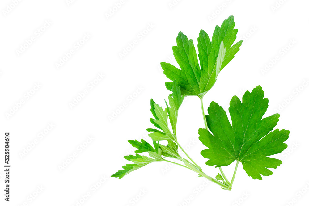 Motherworth leaves ( Leonurus sibiricus ) isolated on white background. Motherworth leaves ( Leonurus sibiricus ) isolated on white background.