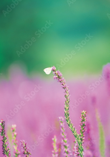 flower  purple   romantic   HD