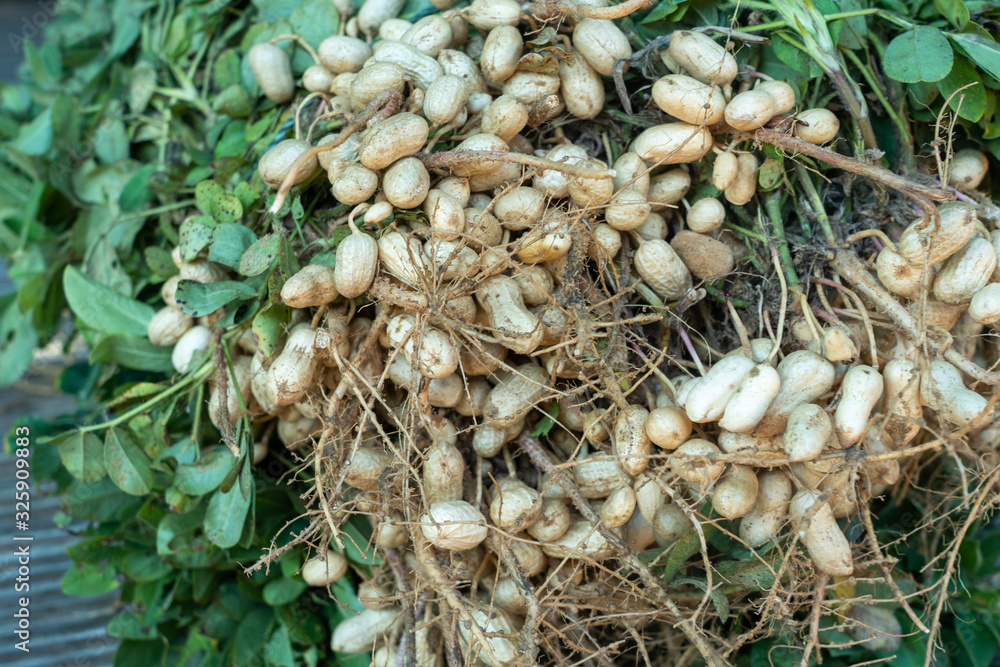 Peanuts are widely produced, especially in the tropical region, with peanut oil, protein, vitamins to nourish the brain, enhance memory. Peanuts are widely produced, especially in the tropical region, with peanut oil, protein, vitamins to nourish the brain, enhance memory.